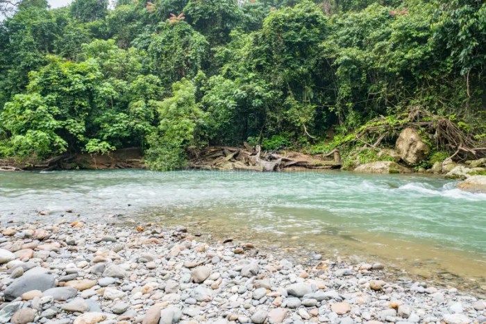 Surga Tersembunyi di Gunung Leuser